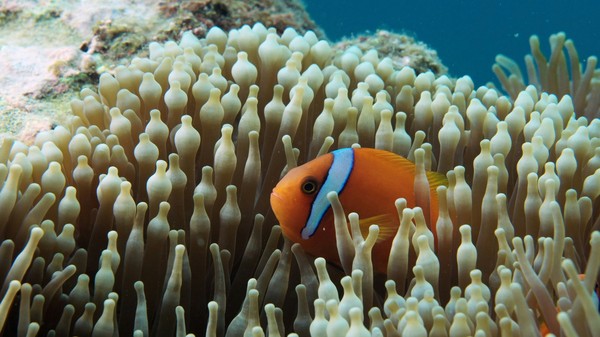 Poisson clown dans les fonds marins en France lors d'une session de snorkeling