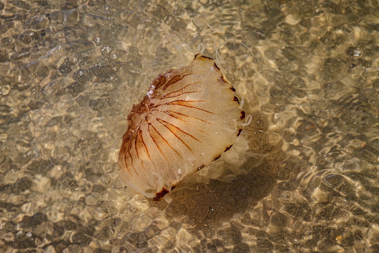 méduse dans une eau peu profonde sur une plage méditerranéenne